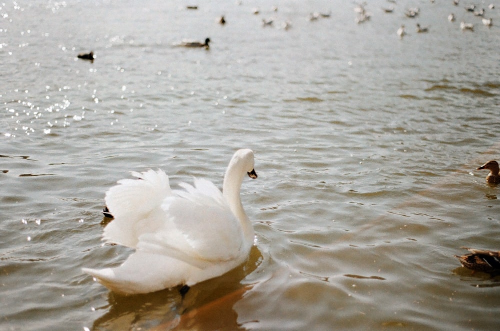 a swan is swimming in the water with other ducks