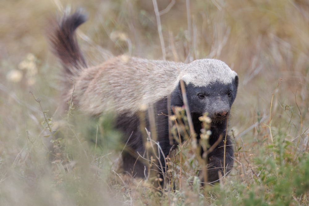 un petit animal marchant dans un champ d’herbes hautes