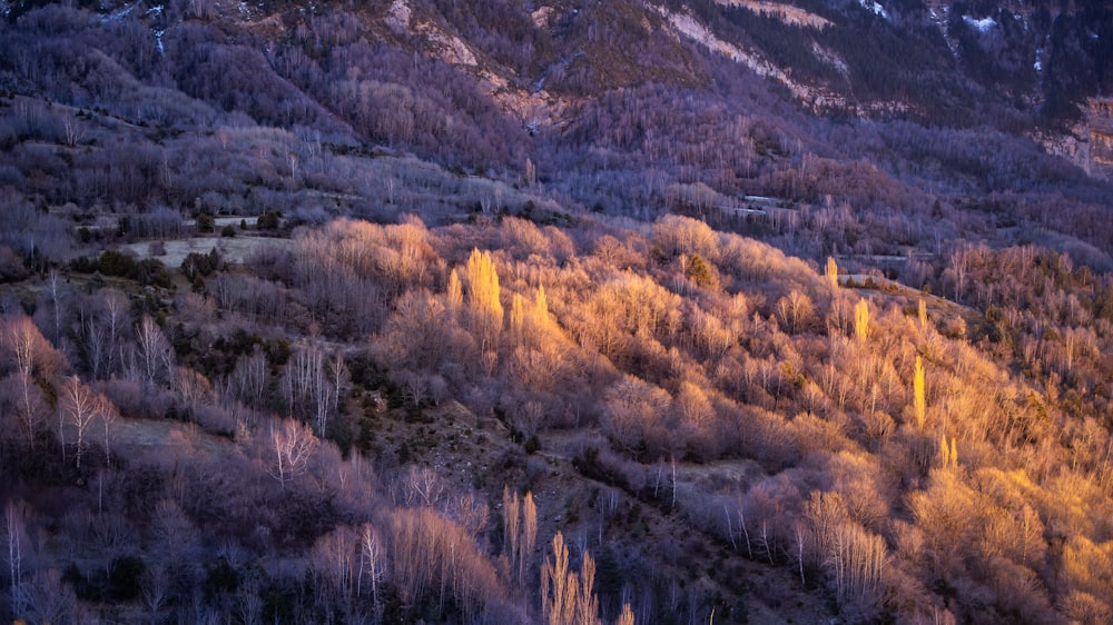 a mountain covered in lots of trees next to a forest