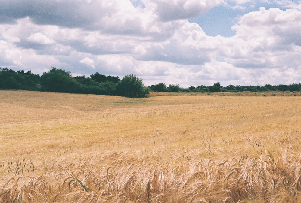 a field of wheat under a cloudy blue sky