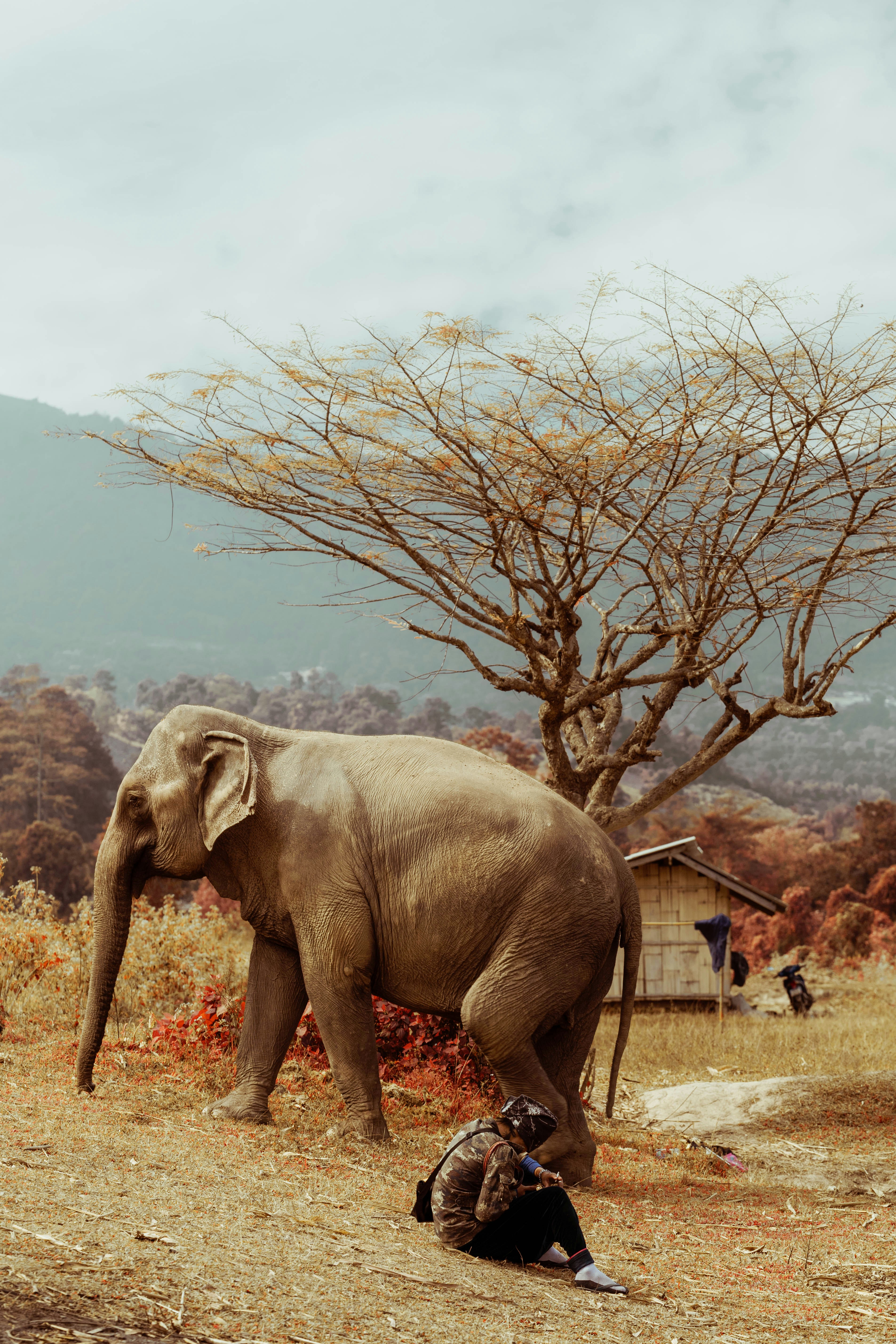 elephant hills thailand