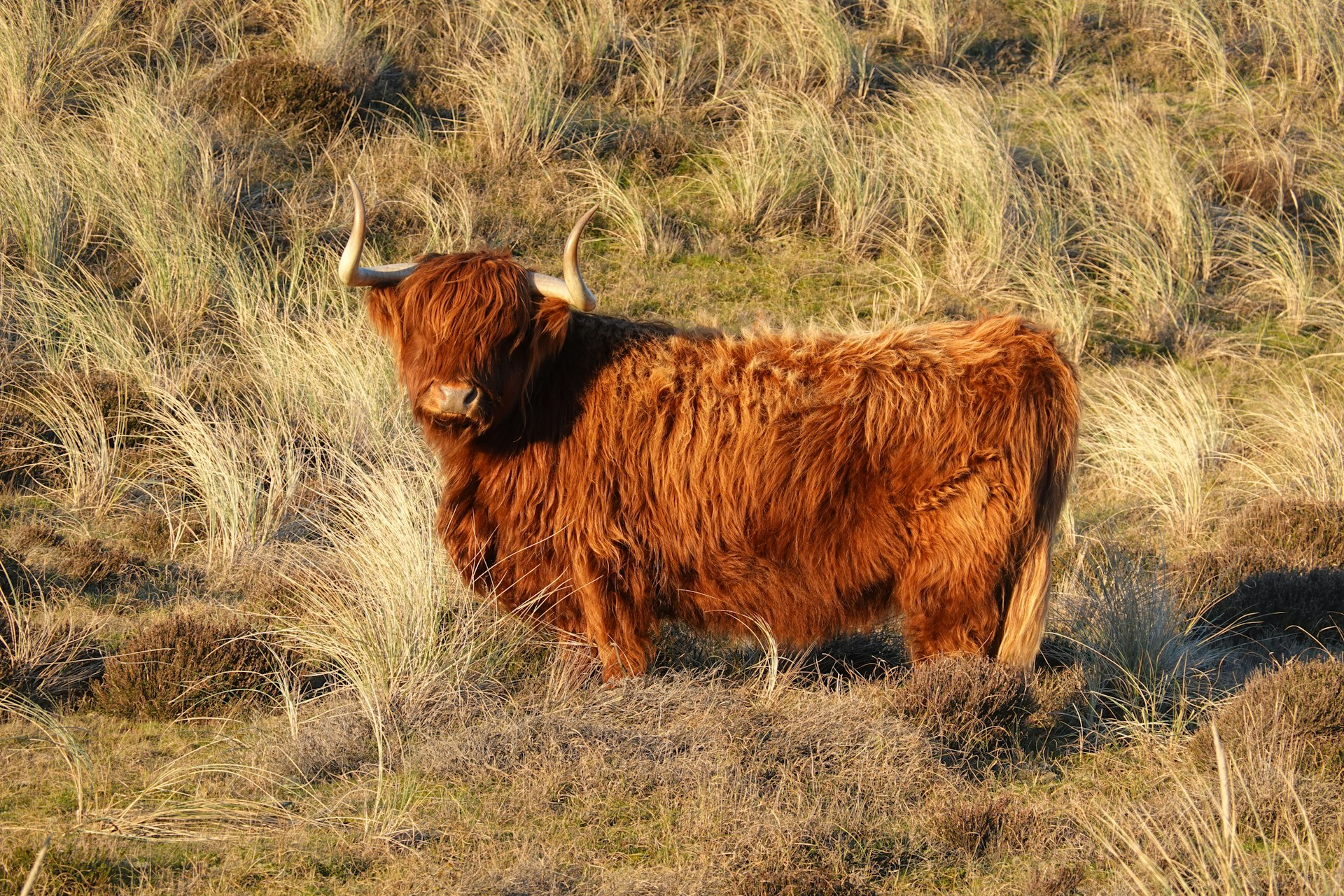 a brown cow standing on top of a grass covered field