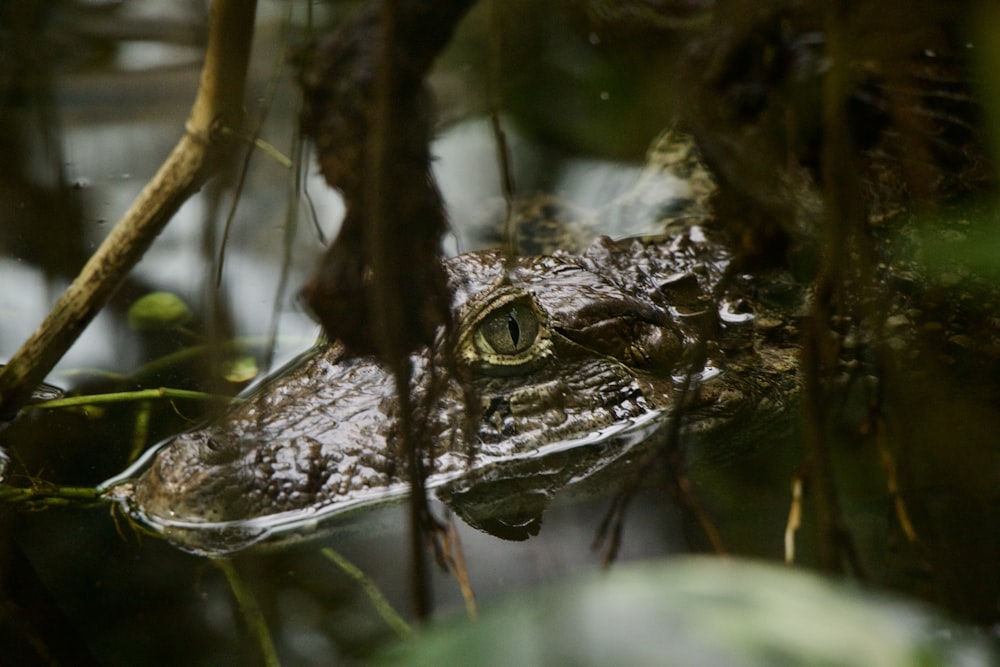 a close up of a small alligator in the water