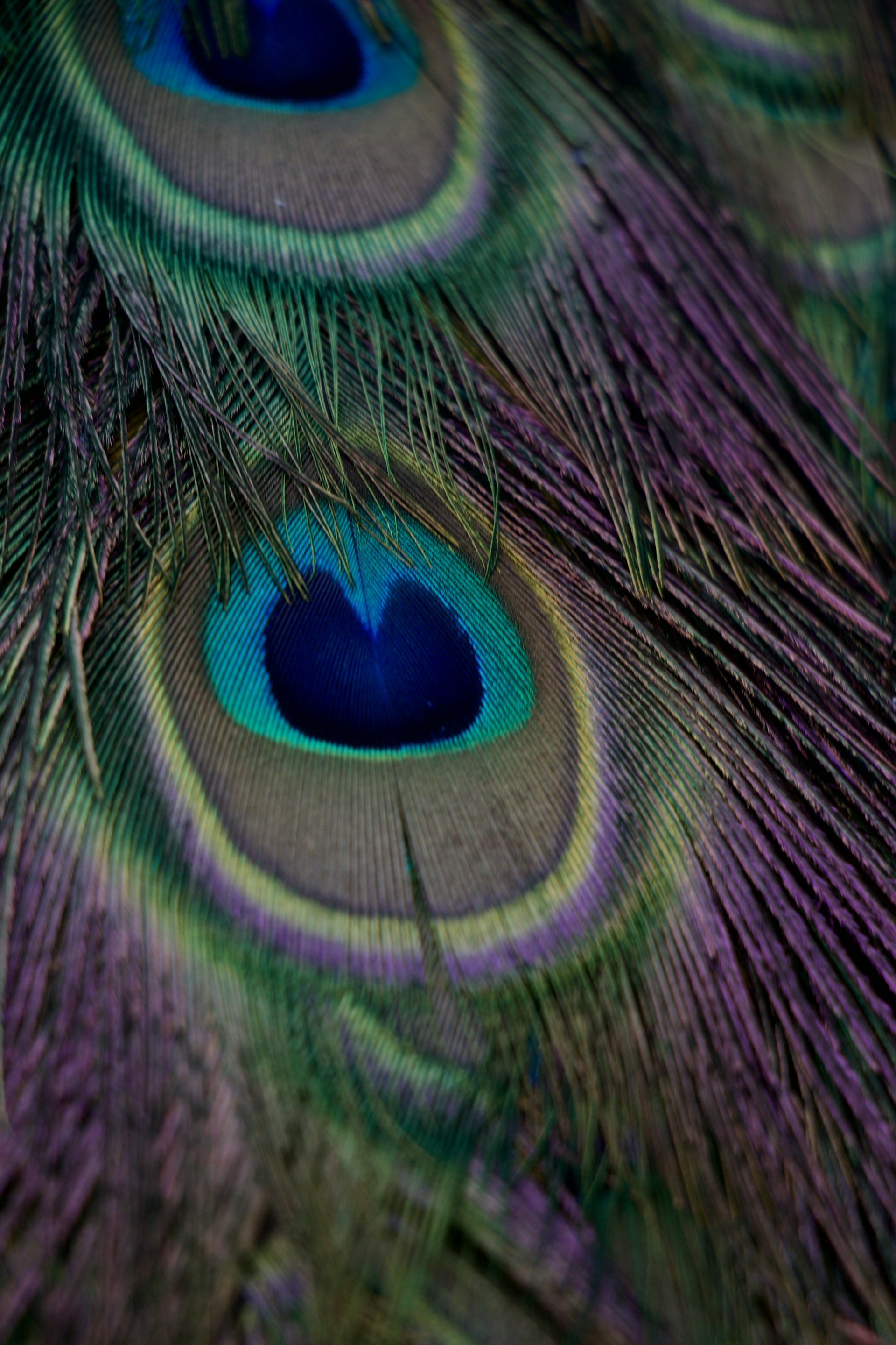 a close up of a peacock's tail feathers