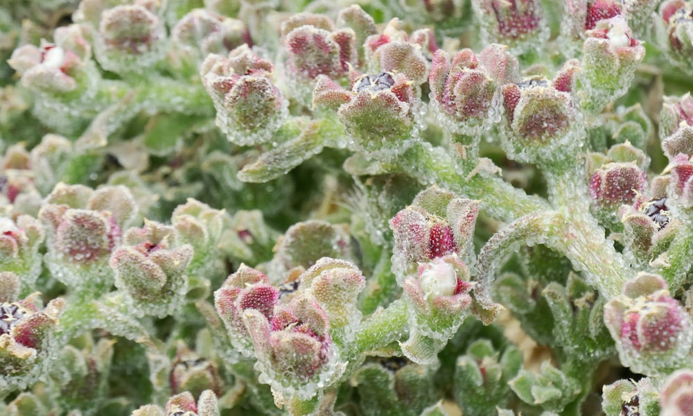 a close up of a plant with frost on it