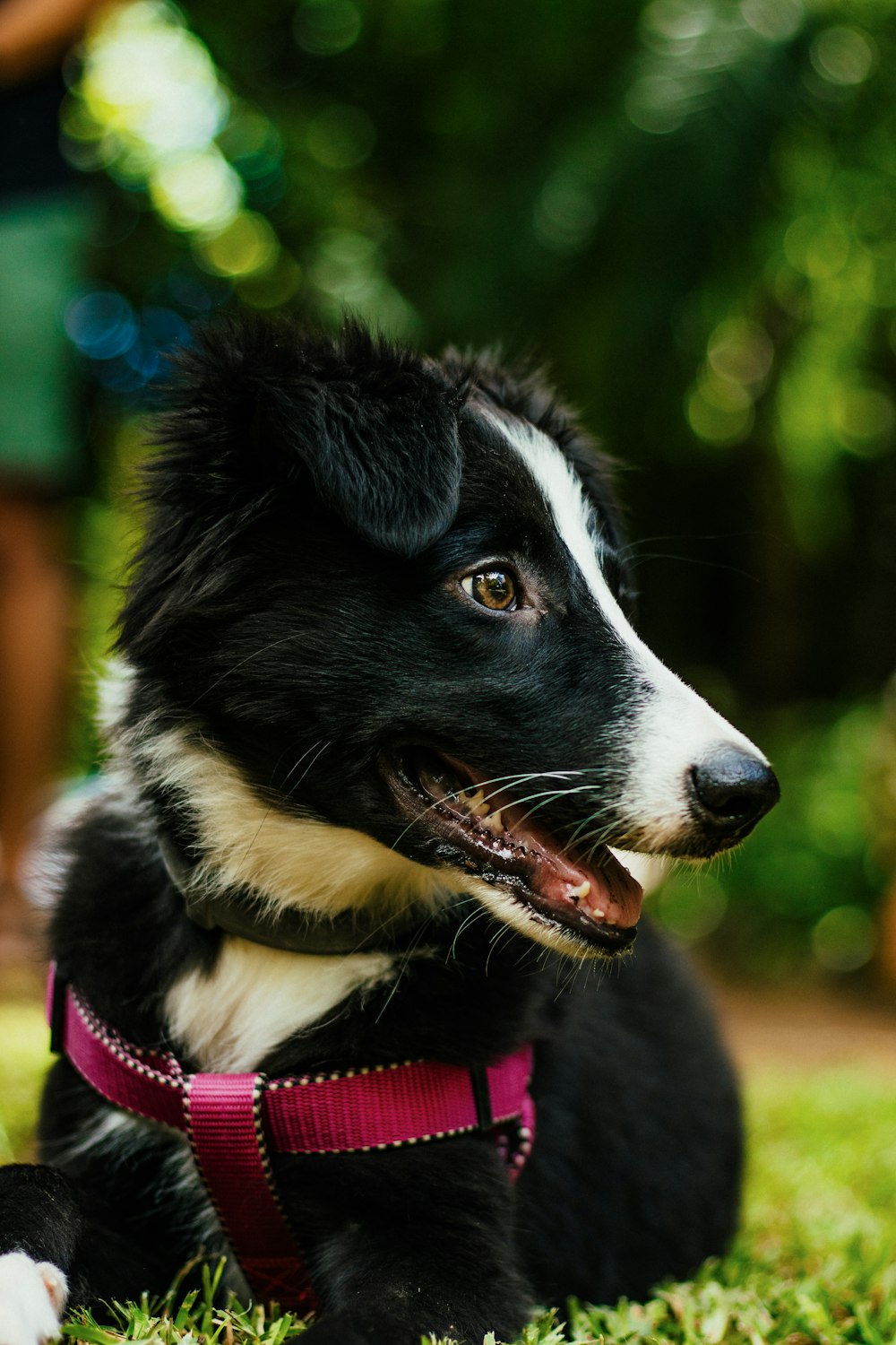 a black and white dog laying in the grass