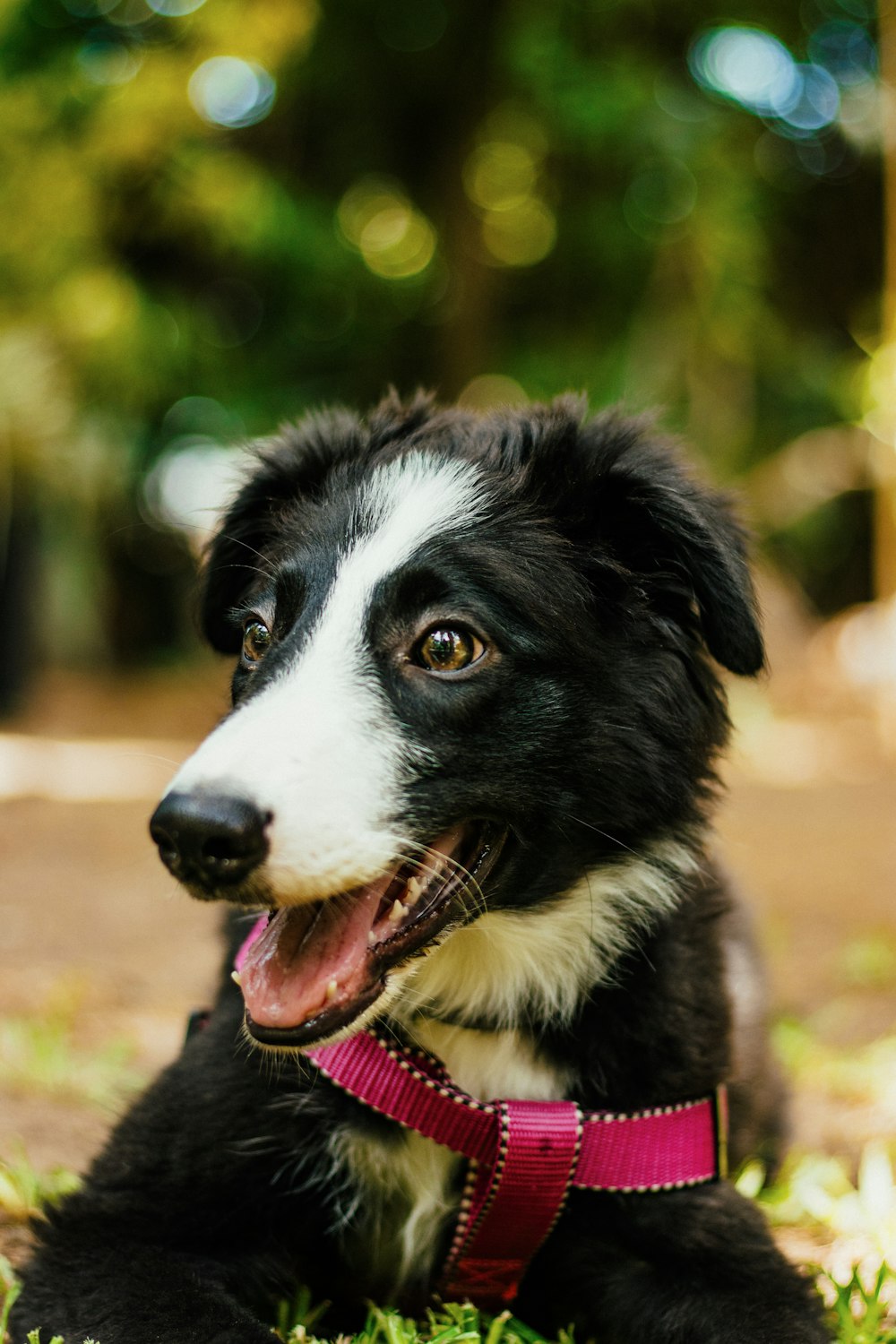 a black and white dog laying in the grass