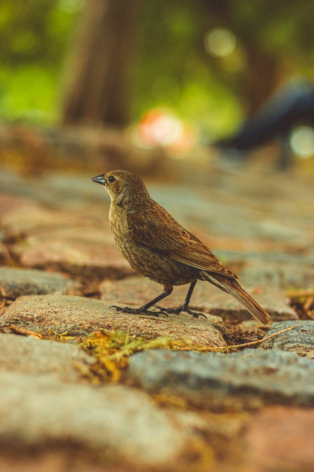 a small bird standing on a rock in a park