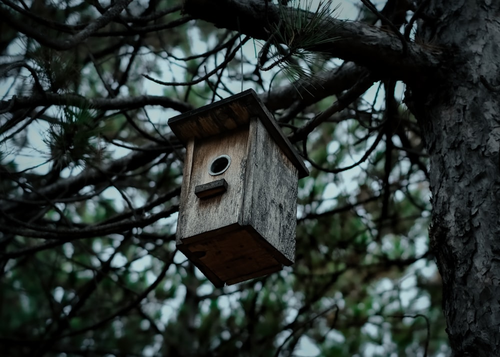 una casa para pájaros colgando de la rama de un árbol