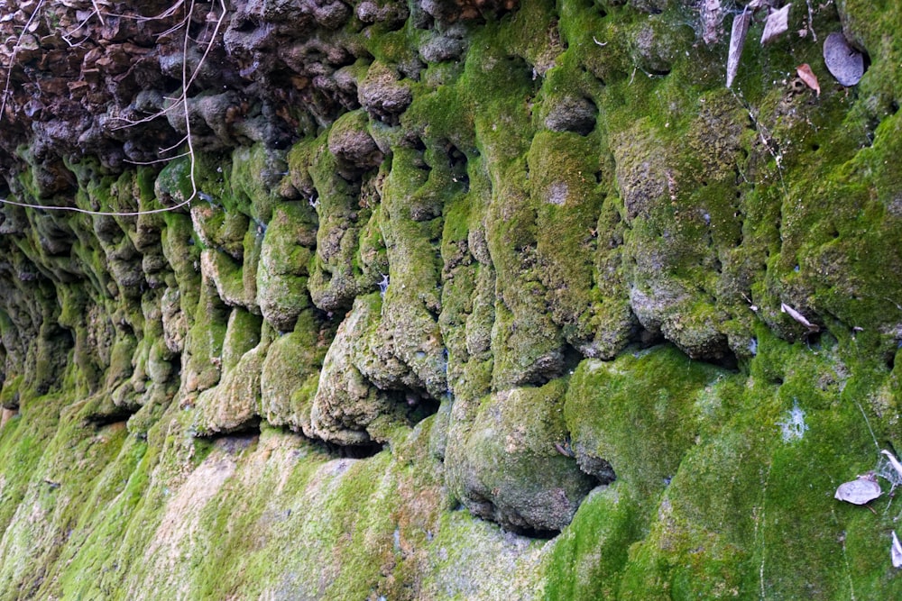 moss growing on the side of a stone wall