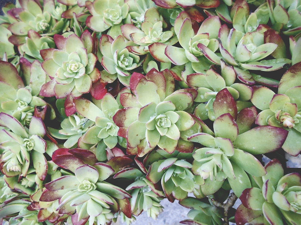 a close up of a bunch of green and red plants