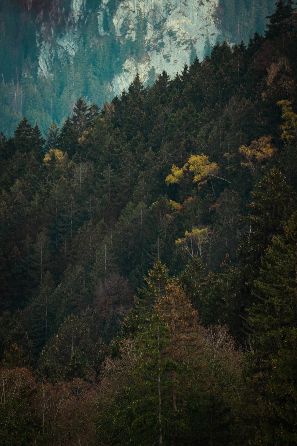 a forest filled with lots of green trees