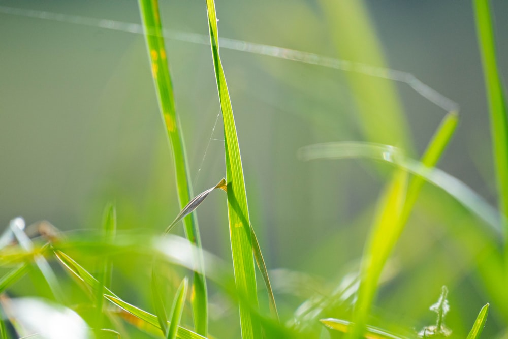 un pequeño pájaro sentado en la cima de un exuberante campo verde