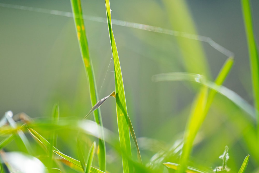 a small bird sitting on top of a lush green field