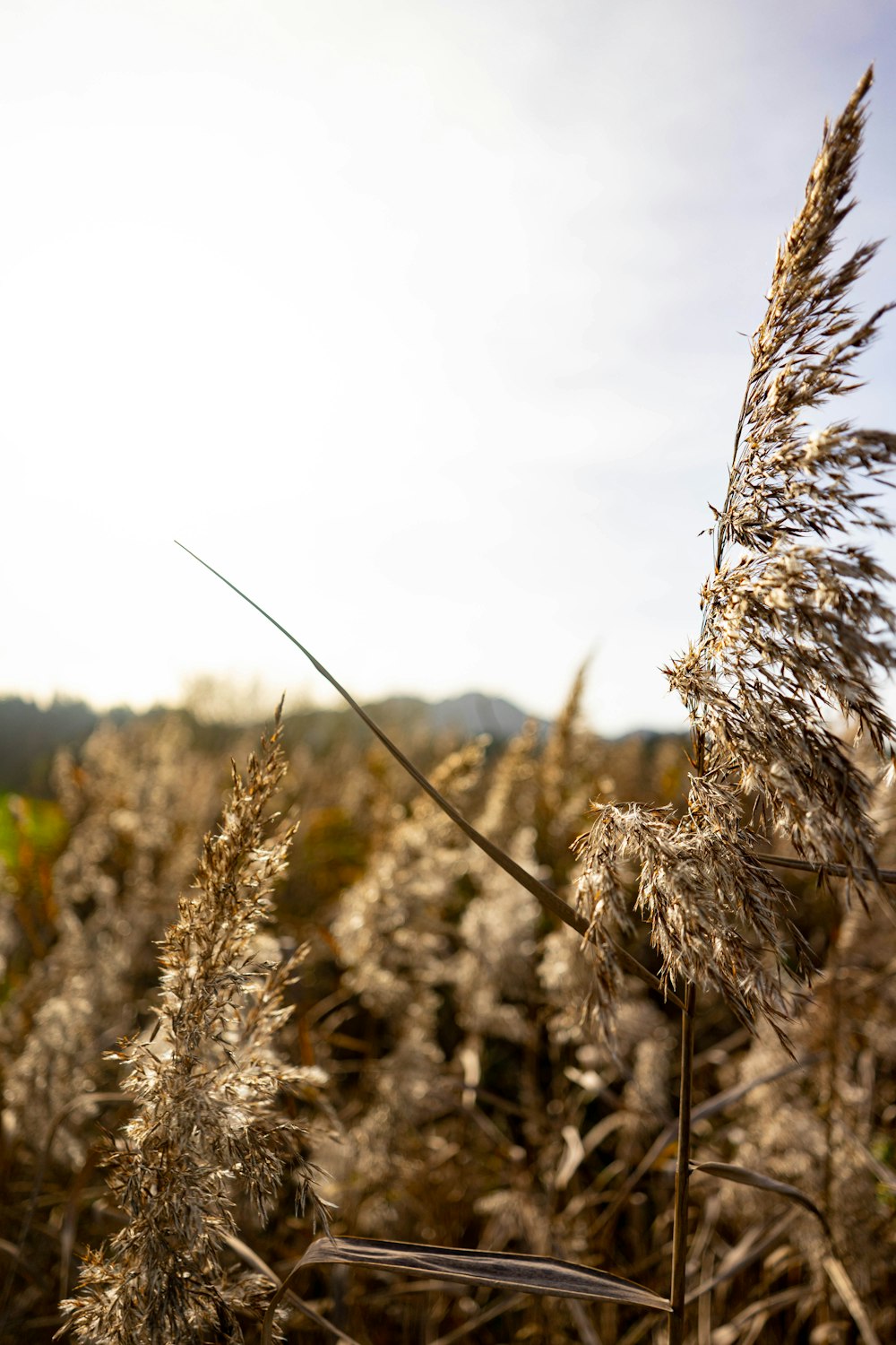 a field of tall grass with a sky in the background