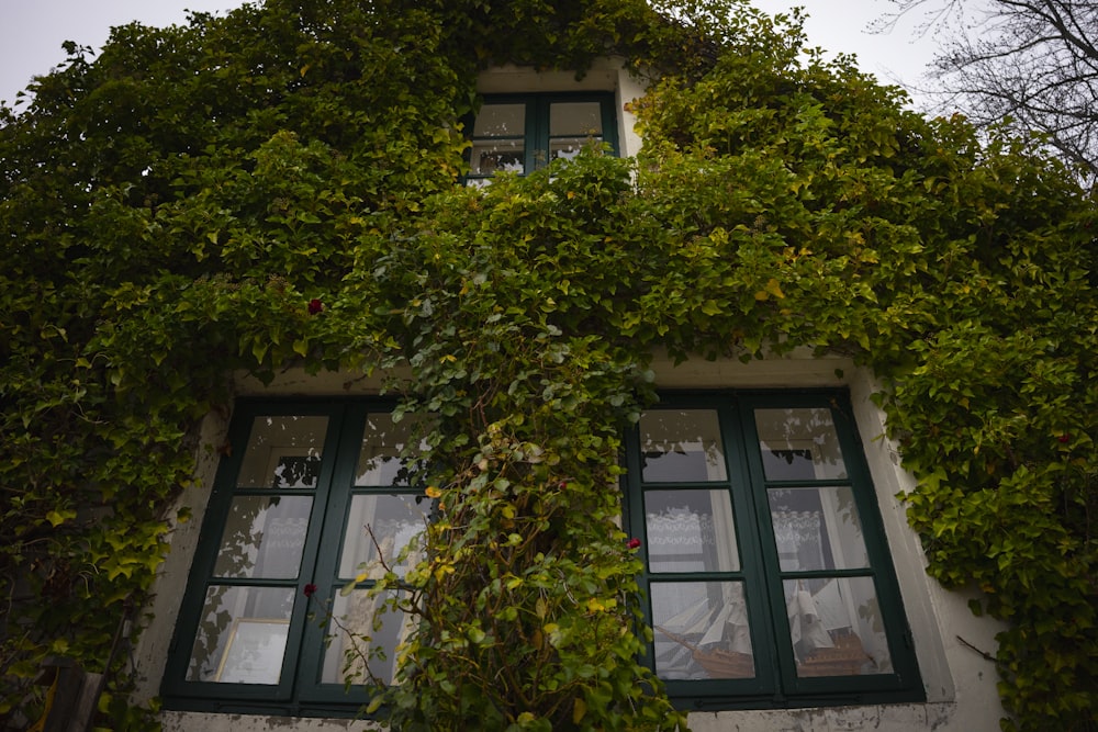 a building covered in vines and ivys