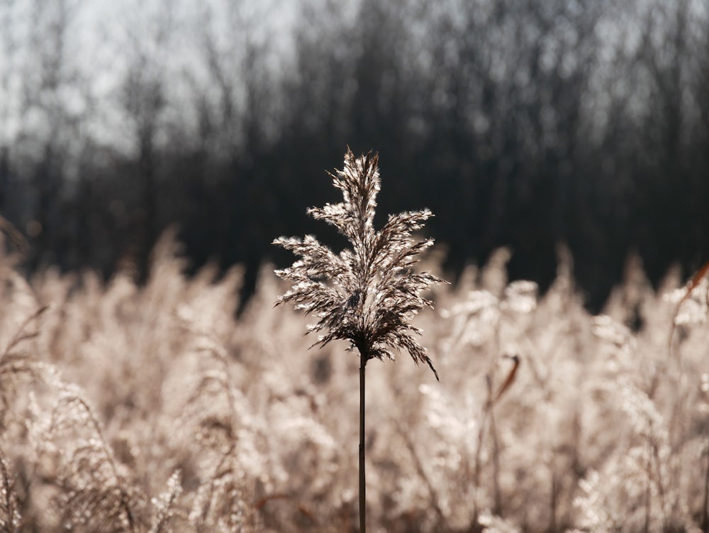 a plant in the middle of a field with trees in the background