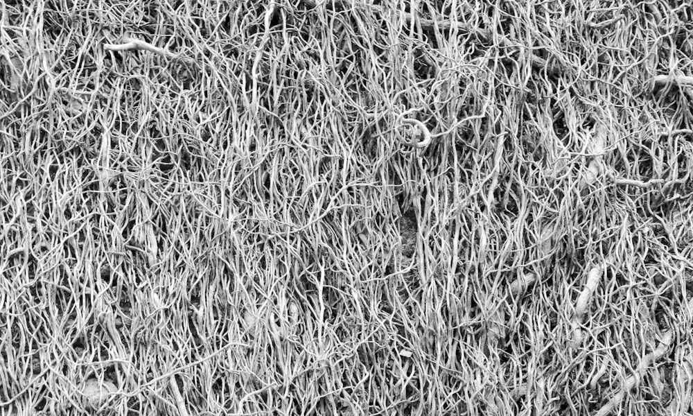 a black and white photo of some grass