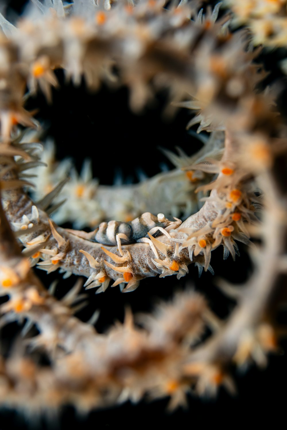 a close up of a sea urchin on a black background