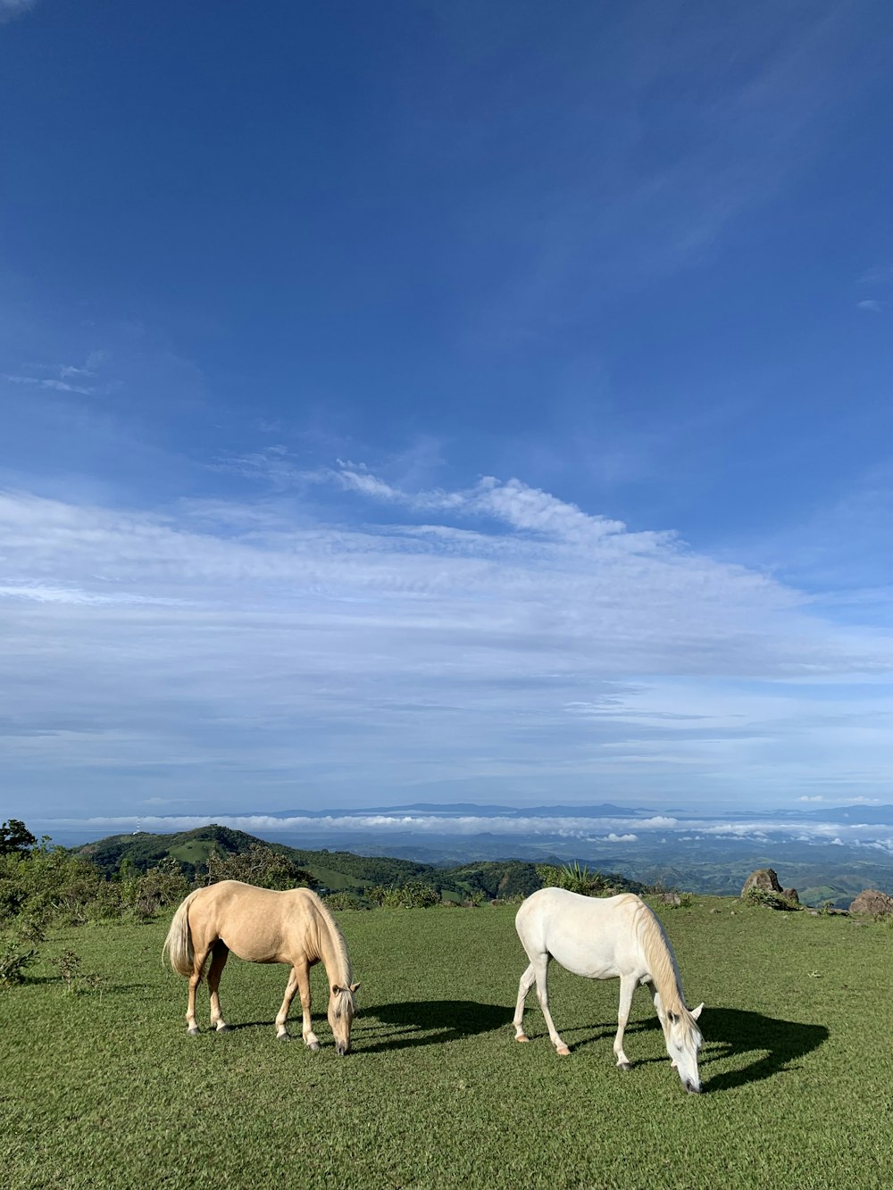 two horses grazing on a lush green field