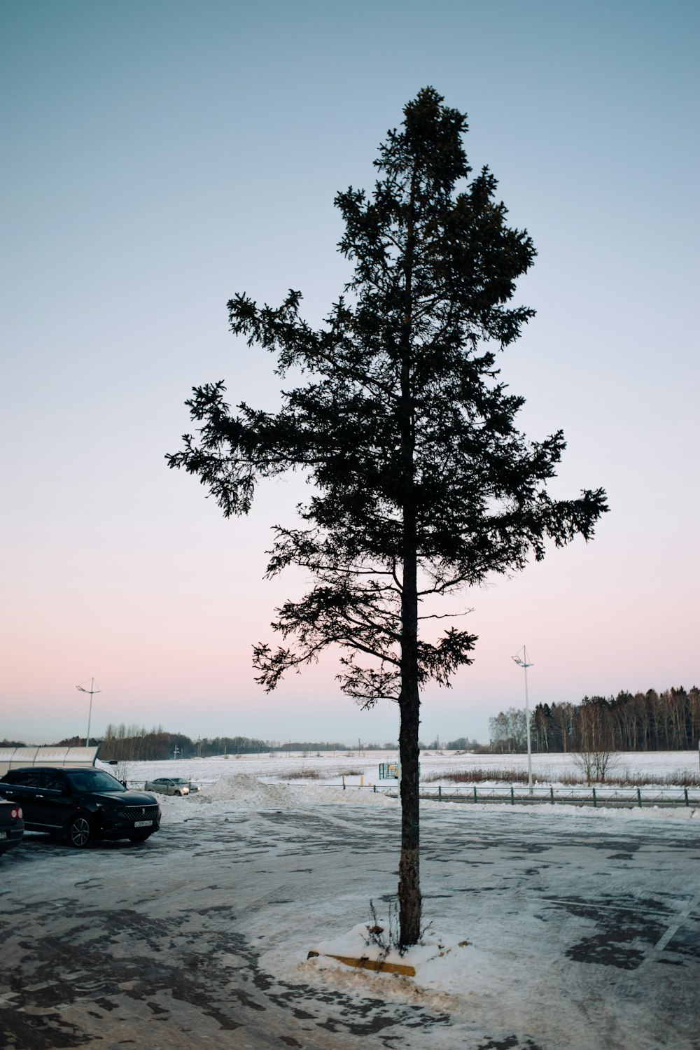 a lone pine tree in a parking lot
