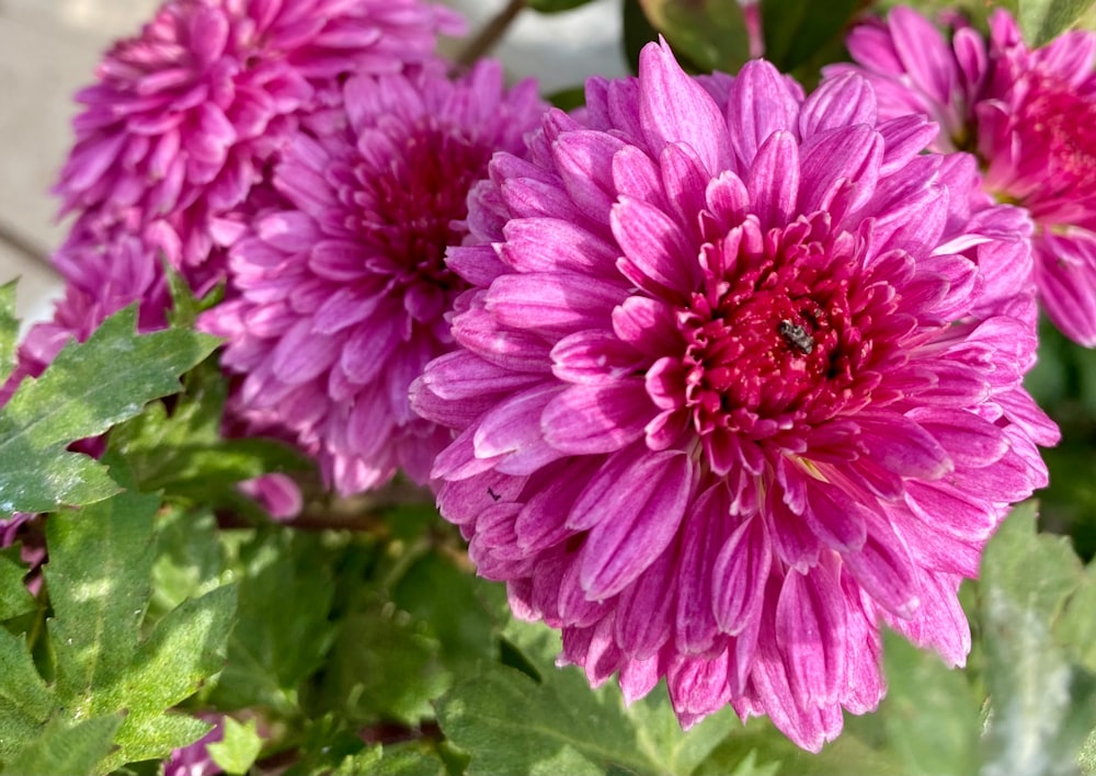 a close up of a purple flower with green leaves