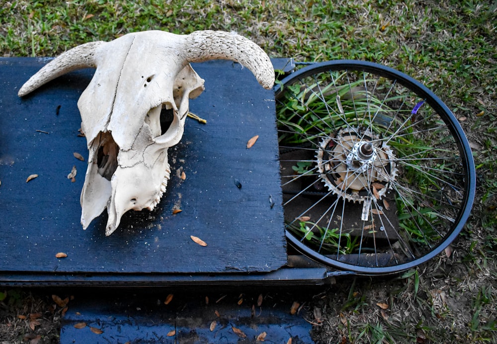 a bull's skull and a bicycle wheel on a blue mat