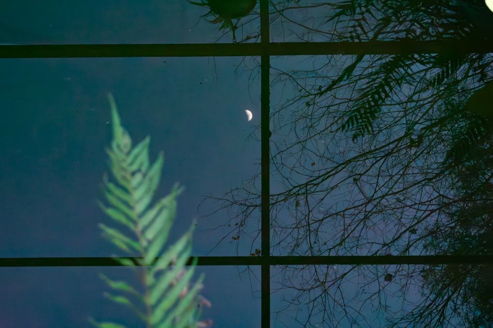 une vue d’un arbre à travers une fenêtre