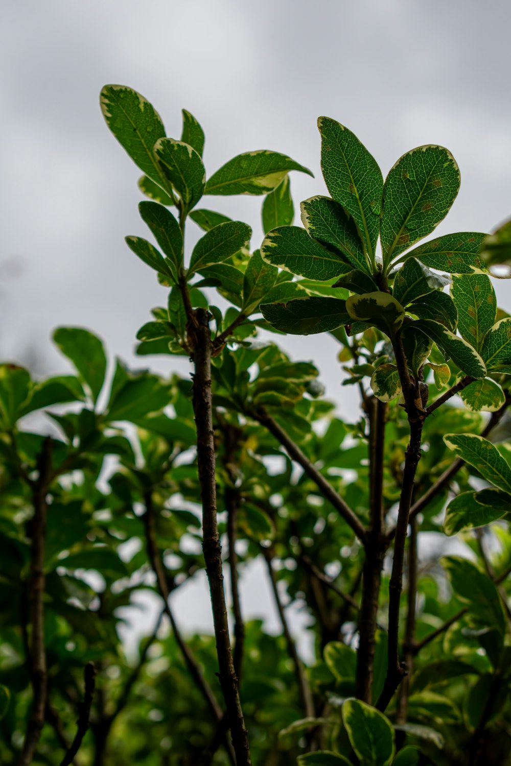 a close up of a tree with green leaves