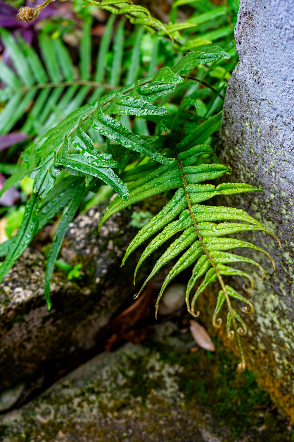 a green plant is growing out of a rock