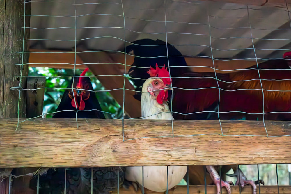a chicken in a cage with other chickens in the background
