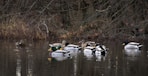 a group of ducks floating on top of a lake