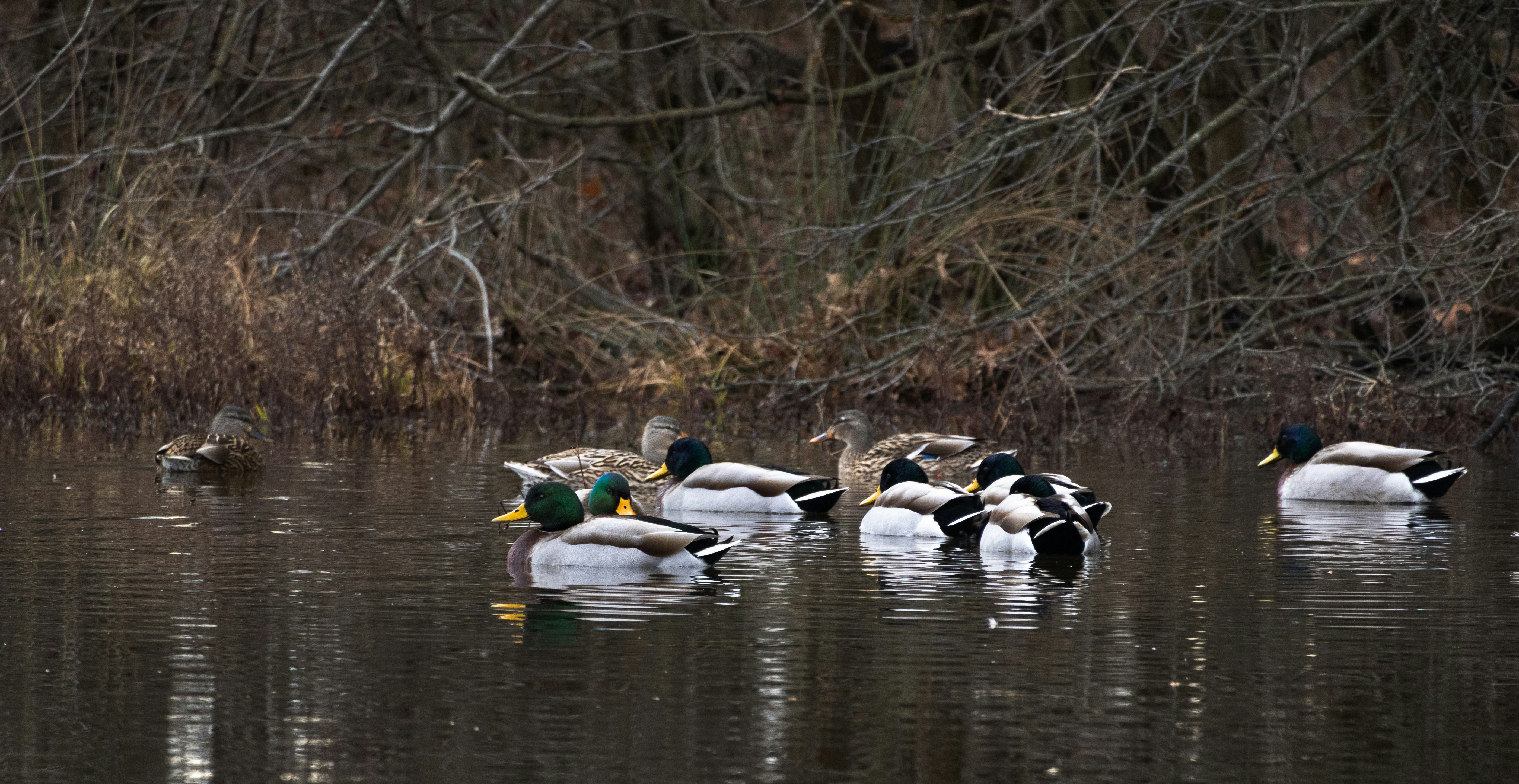 A group of mallard ducks sitting on the water, both female and males.