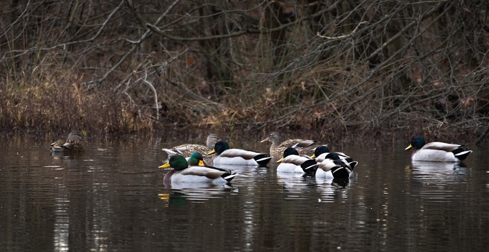 a group of ducks floating on top of a lake