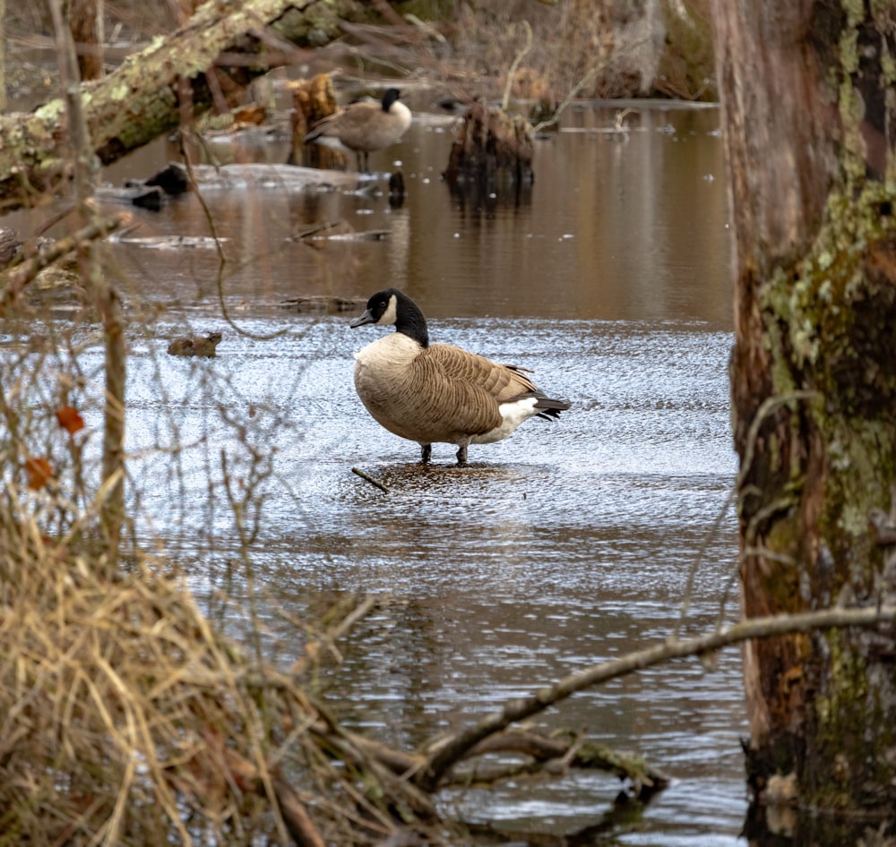 a duck standing in the middle of a body of water