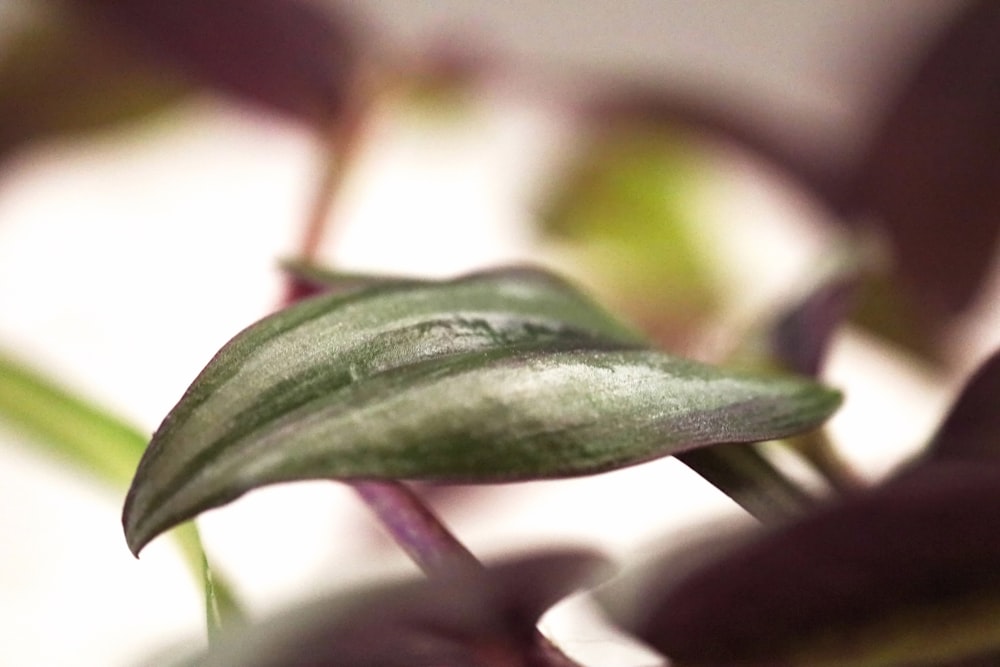 a close up of a green leaf on a plant