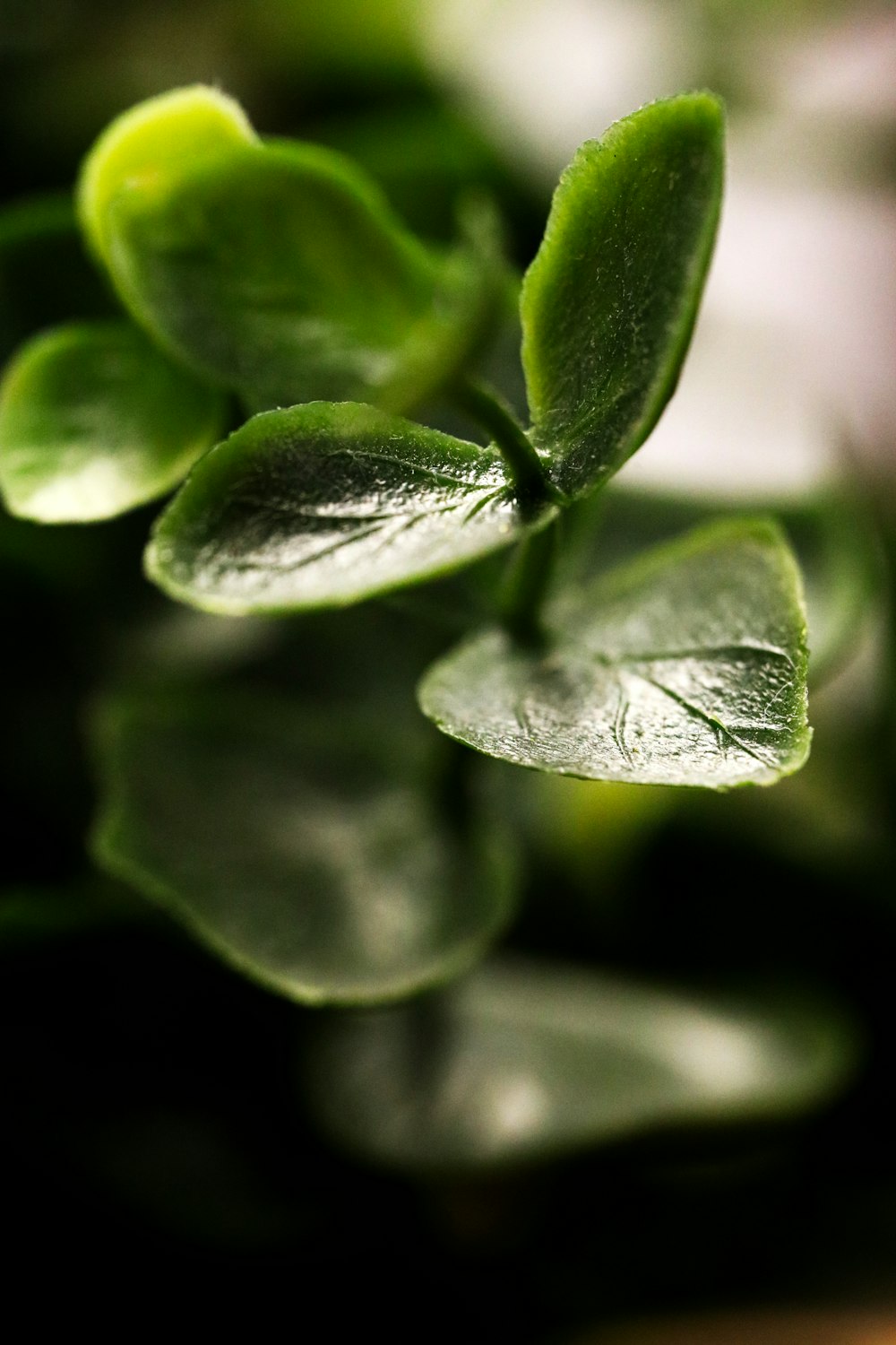 a close up of a plant with green leaves