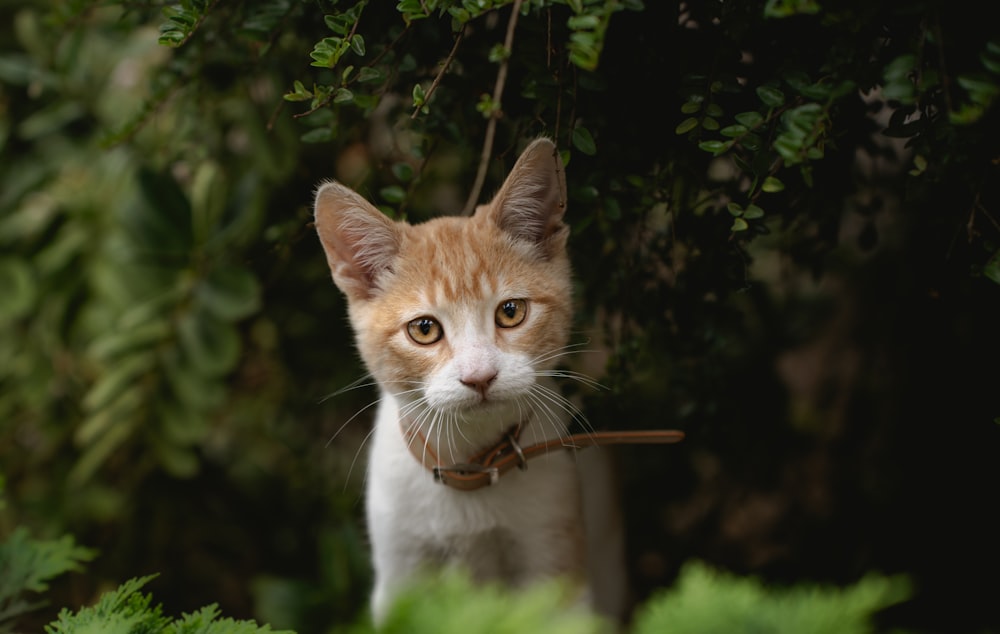 an orange and white cat with a leash around it's neck