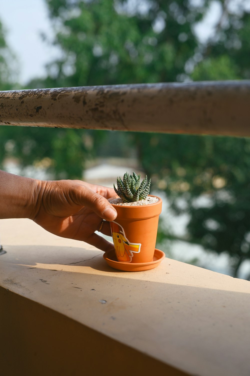 a person holding a small potted plant on a ledge