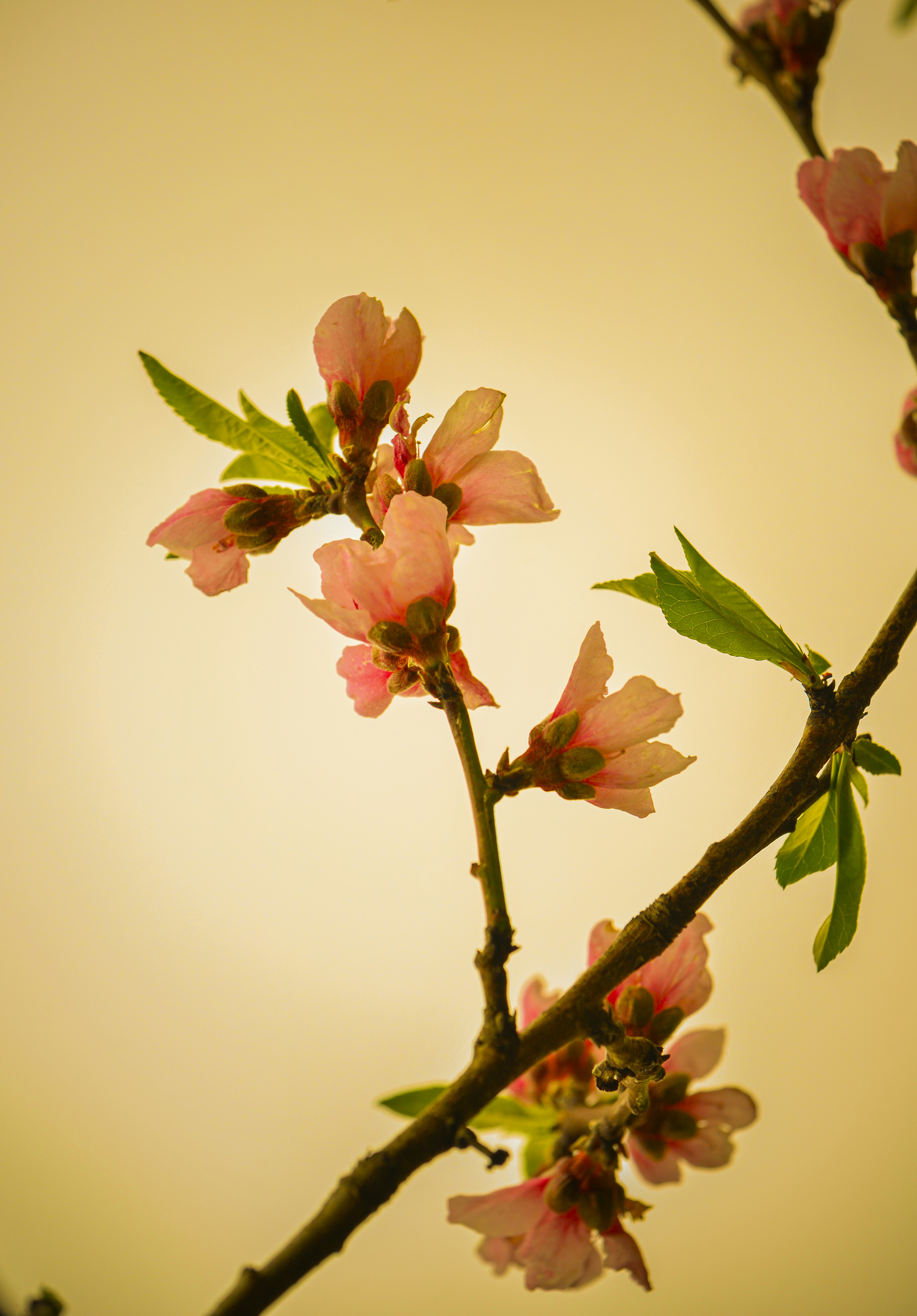 a branch with pink flowers and green leaves
