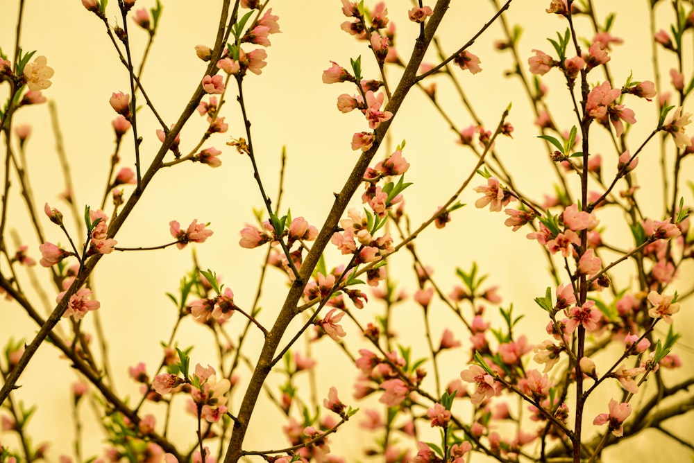 a close up of a tree with pink flowers