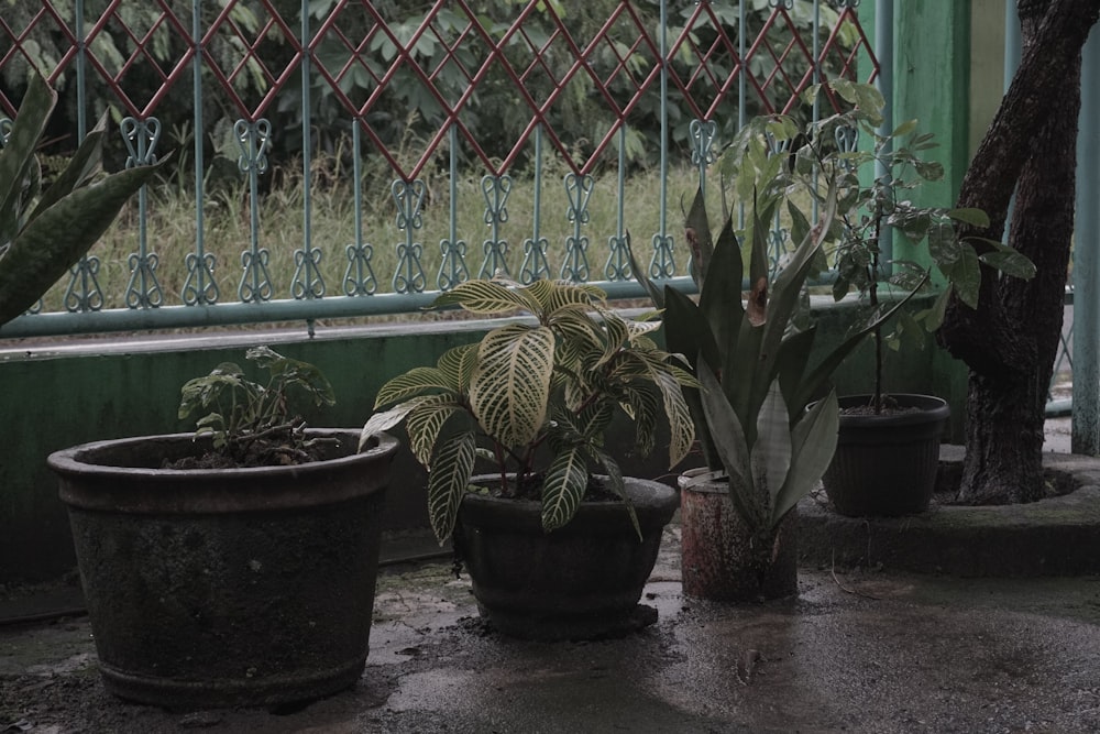 a group of potted plants sitting next to each other