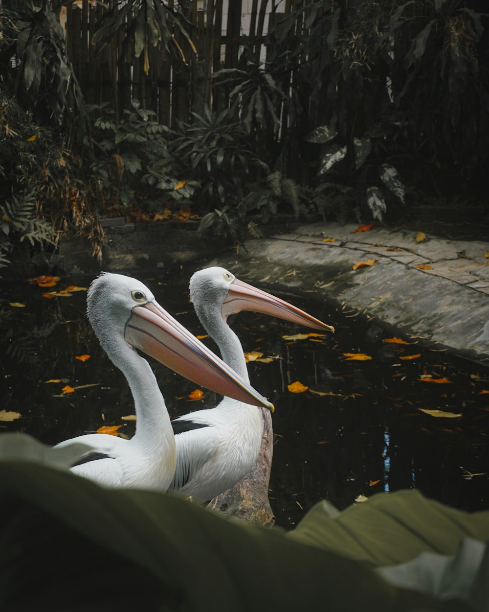 two white pelicans are standing in the water