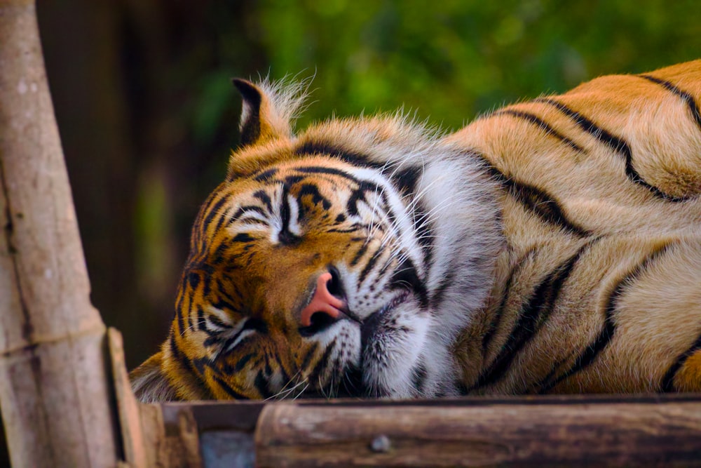 a close up of a tiger laying on a wooden platform