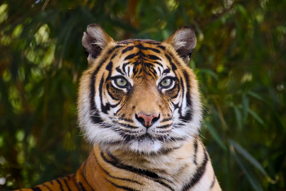 un gros plan d’un tigre avec des arbres en arrière-plan