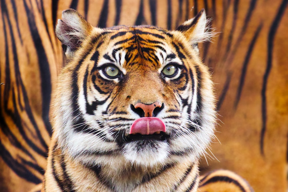 a close up of a tiger with its tongue out