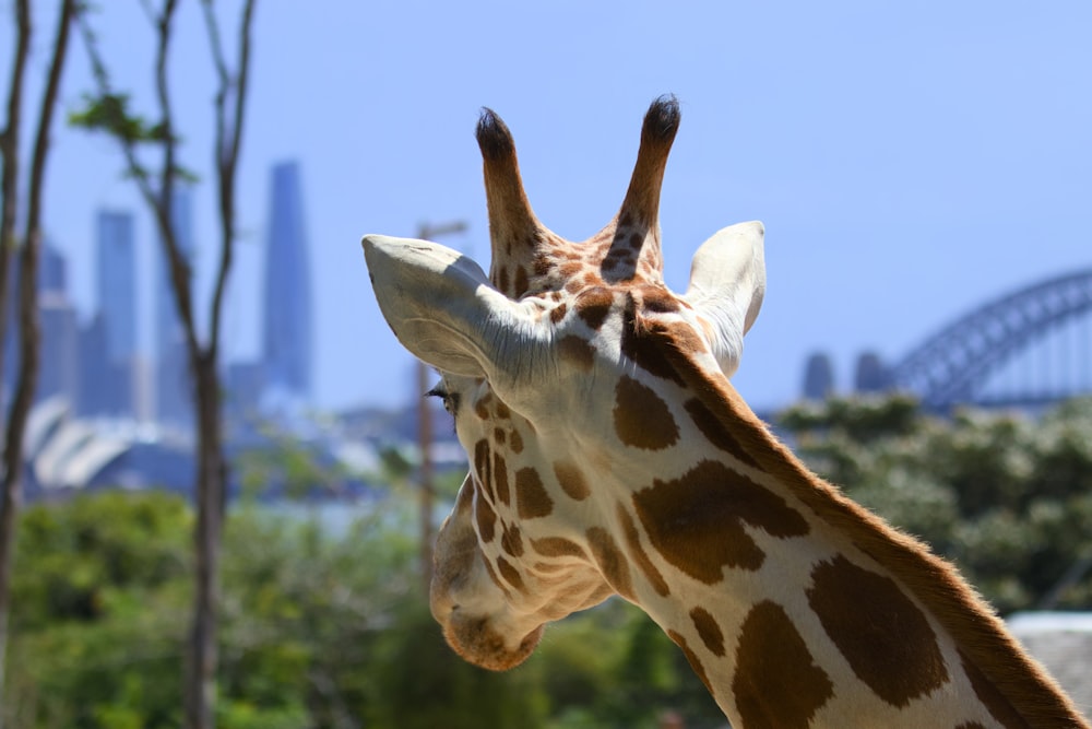 a close up of a giraffe with a city in the background