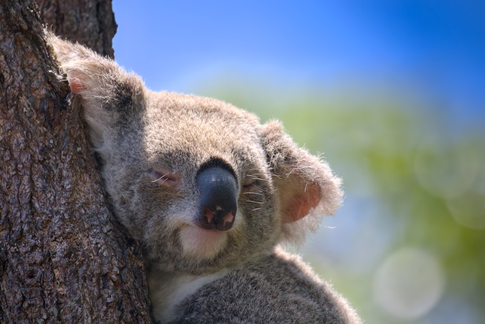 a koala is sleeping in a tree