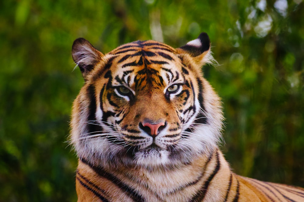 un gros plan d’un tigre avec des arbres en arrière-plan