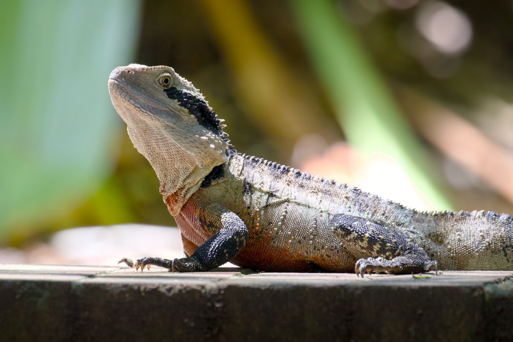 un gros plan d’un lézard sur une surface de brique